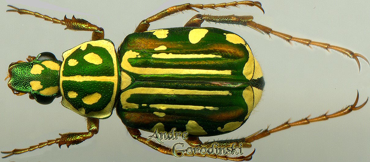 http://www.gorodinski.ru/cetoniidae/Paratrichius sp.jpg